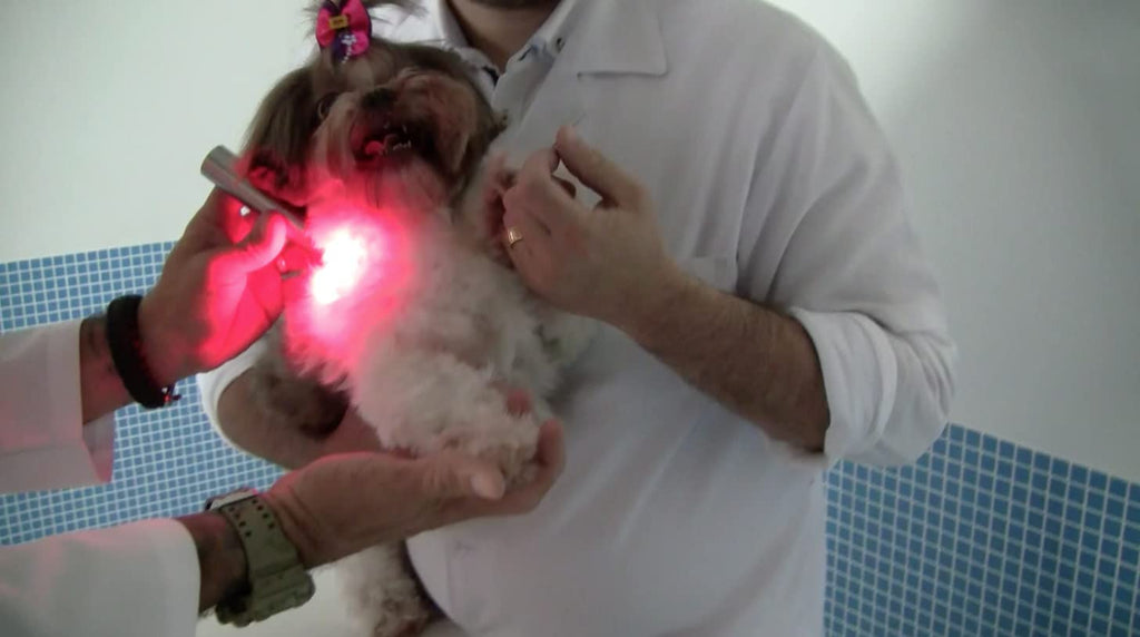 SHINE VETLIGHT Red LED Light to Support Recovery in Dogs, Cats, Horses and Other Animals as Used in Vet clinics